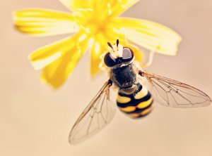 Польза и применение продуктов пчеловодства в косметике