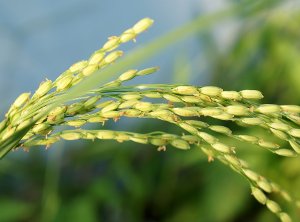 Масло рисовых зародышей: польза и применение